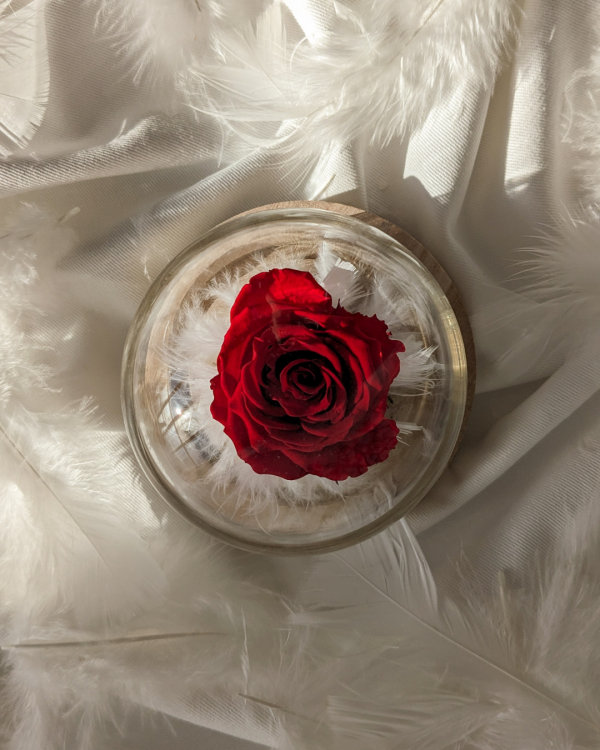 Cloche Éros - Cloche Fleurie avec Rose Éternelle Rouge et Plumes